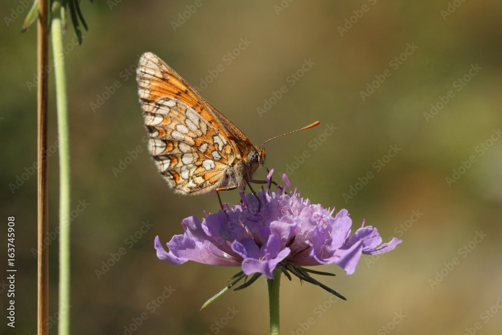 Papillon orange et blanc butinant sur une fleur sauvage des champs violette au printemps. Papillon orange et blanc butinant sur une fleur sauvage des champs violette au printemps.