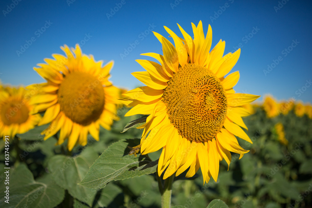 Sunflowers against the blue sky, close-up