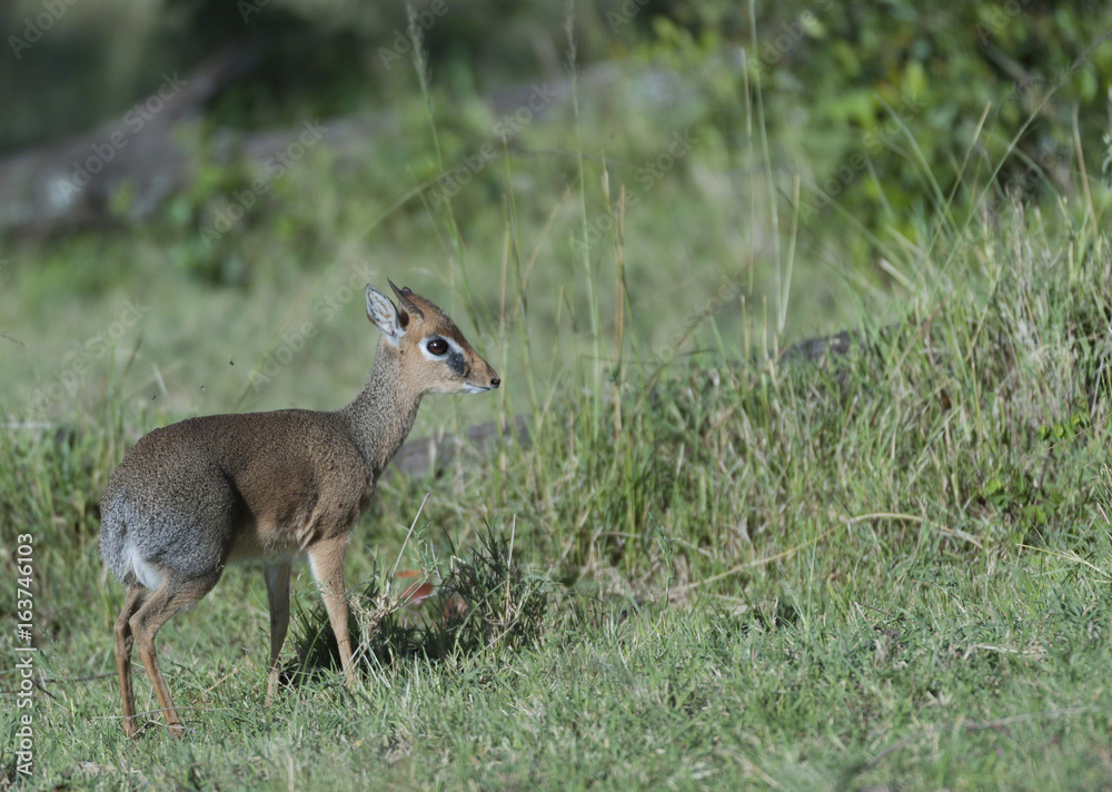 Common duker, or Rotducker (Cephalophus natalensis), standing still in green grass, looking right. Masai Mara, Kenya
