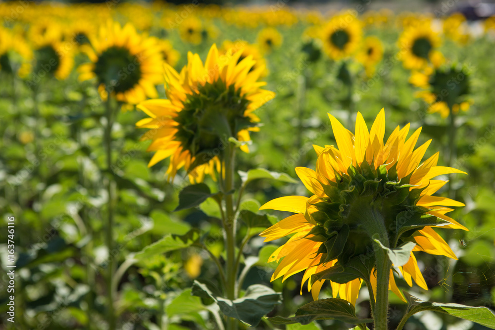 Obraz premium Sunflowers grow in the field, close-up