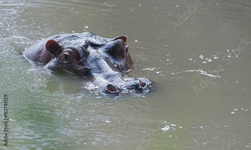 hippopotamus, (Hippopotamus amphibius), head just above water, showing big eye and haris on nostrils, Masai Mara, Kenya, Africa
