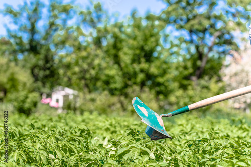 Potato farming in local organic farm, plowing potatoes with the manual garden tool, summer gardening