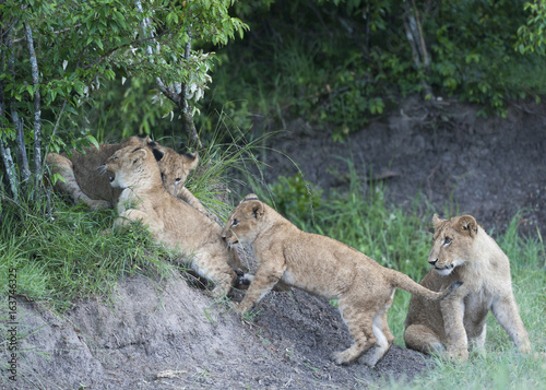Group of lion cubs trying to climb rocks  with lush green background. Masai Mara  Kenya  Africa