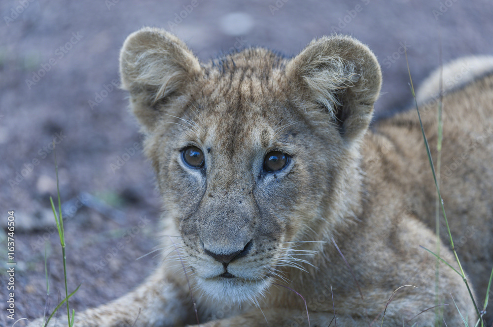 Lion cub, sitting alone, with big bright eyes, staring at camera, Masai Mara, Kenya Africa Lion cub, sitting alone, with big bright eyes, staring at camera, Masai Mara, Kenya Africa