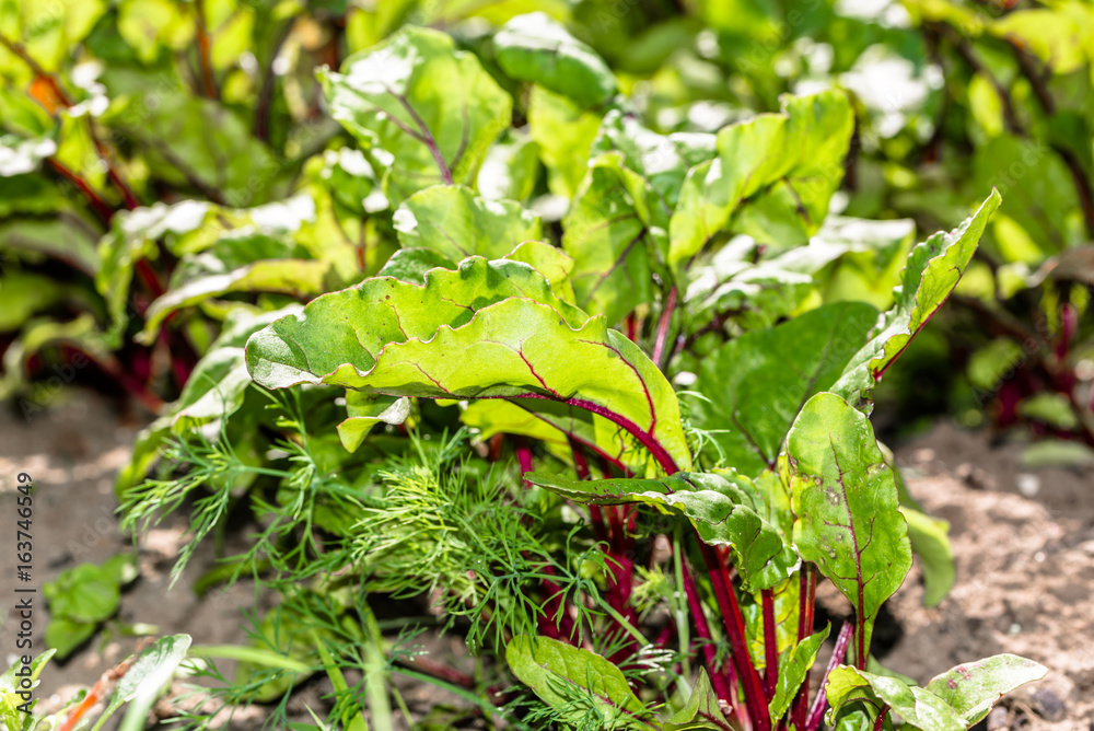Bio garden with green leaves of beetroot, organic food, produce and vegetables farming