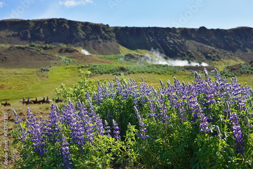 Famous Icelandic violet blooming flowers (Lupins) in scenic view with mountains, steaming hot creeks and horses typical for Iceland 