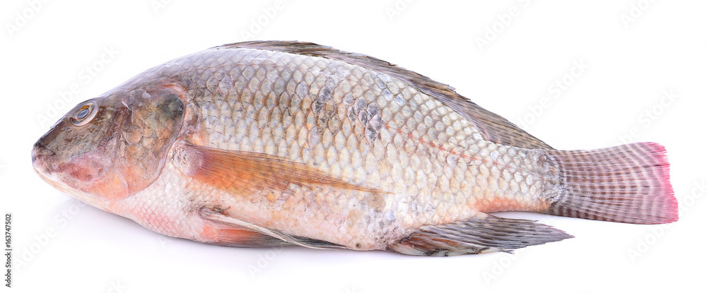 Fresh tilapia isolated on white background. Fresh tilapia isolated on white background.