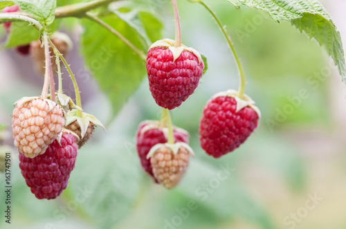 Red raspberry of berries ripening