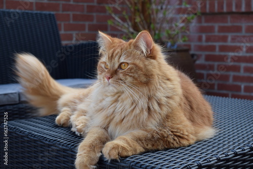 Obraz na plátne chat British Longhair