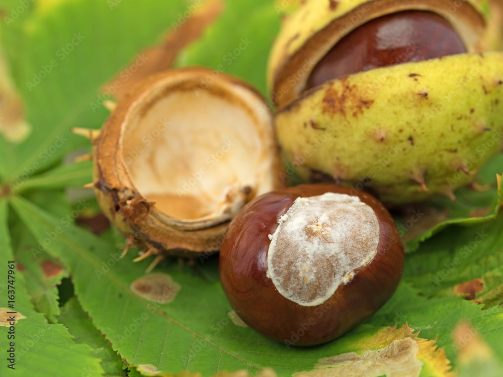 Rosskastanien, Aesculus hippocastanum Rosskastanien, Aesculus hippocastanum