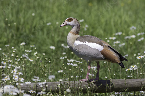 Idyllic rural countryside summer nature scene. Egyptian goose (Alopochen aegyptiaca) bird.