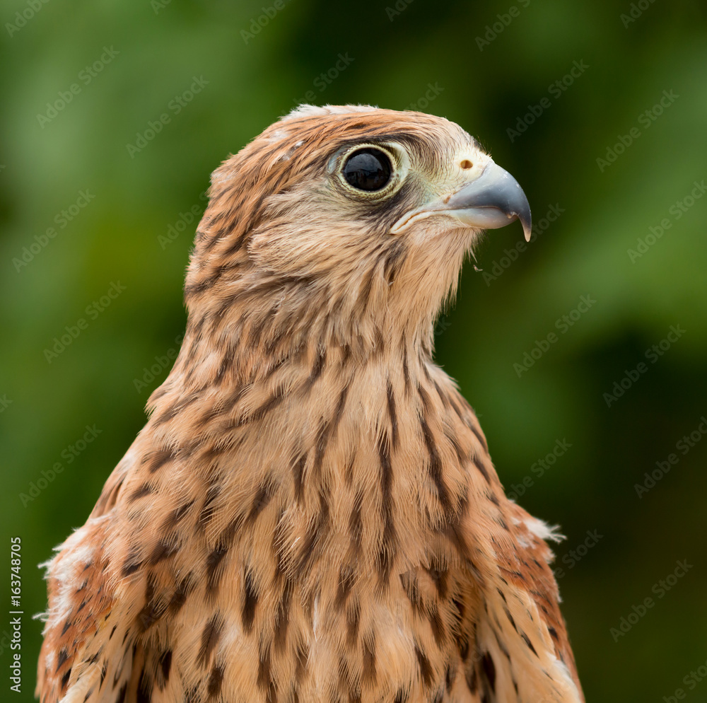 Young kestrel with a beautiful plumage Young kestrel with a beautiful plumage