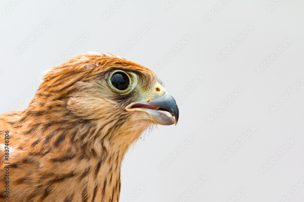 Young kestrel with a beautiful plumage Young kestrel with a beautiful plumage