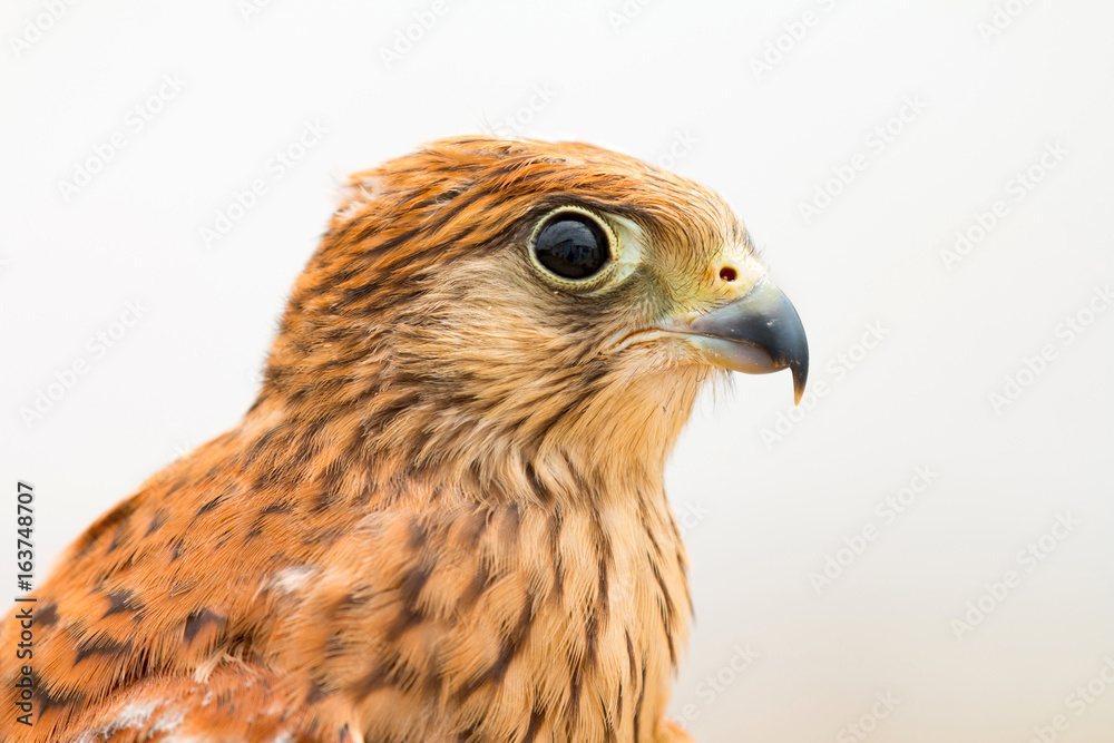 Young kestrel with a beautiful plumage Young kestrel with a beautiful plumage