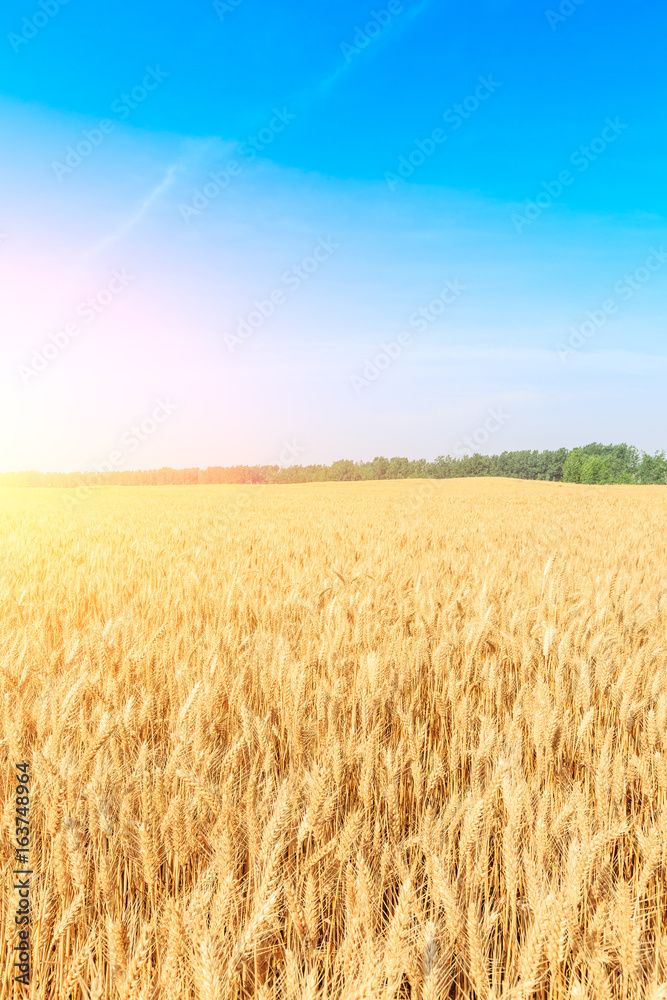 Ripe wheat field landscape at sunset