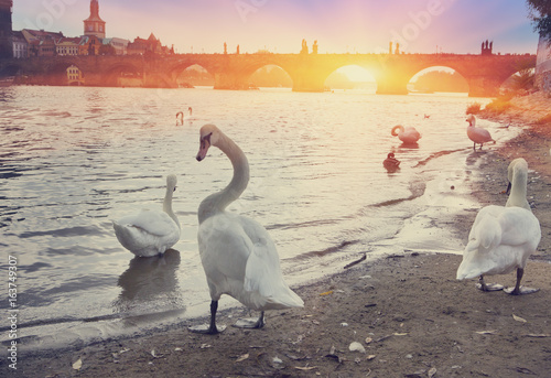 Prague. Swans on the Vltava River and Charles Bridge  on a background. retro effect..