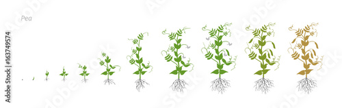 Pea Pisum sativum cultivation agriculture Growth stages vector illustration