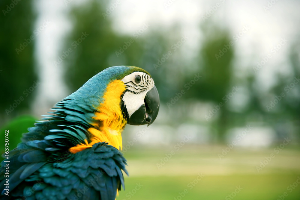 Obraz premium Close up Blue and yellow Macaw Ara ararauna head