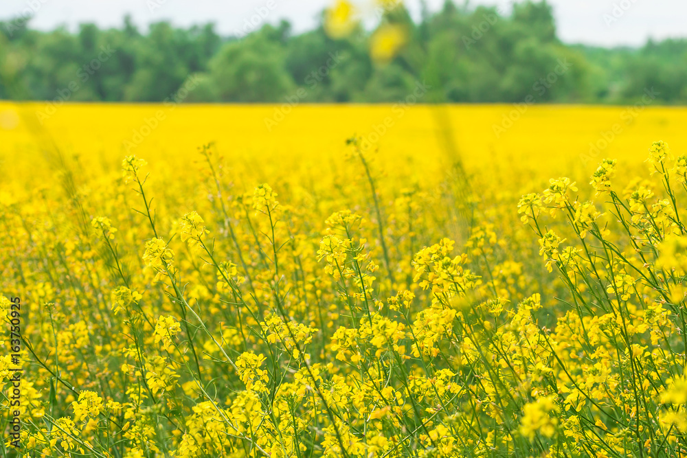 Rapeseed field (Brassica napus) Rapeseed field (Brassica napus)