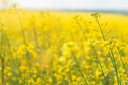 Rapeseed field  Brassica napus 