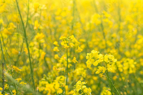 Rapeseed field (Brassica napus) © petrrgoskov