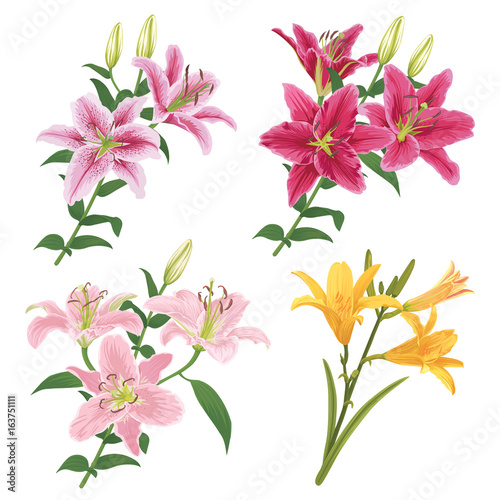 Fototapeta Naklejka Na Ścianę i Meble -  Colorful of lilies flower on white background. Vector set of blooming floral for your design. Adornment for wedding invitations and greeting card. 