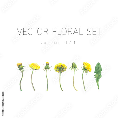 Bright watercolor floral vector set