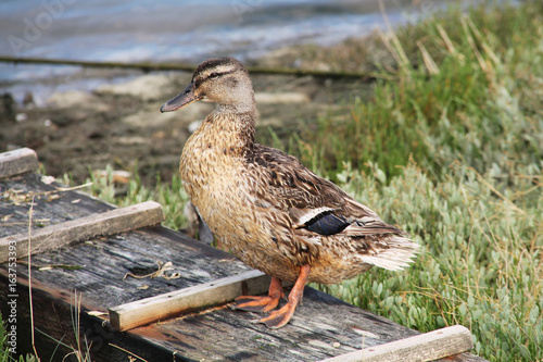 canard