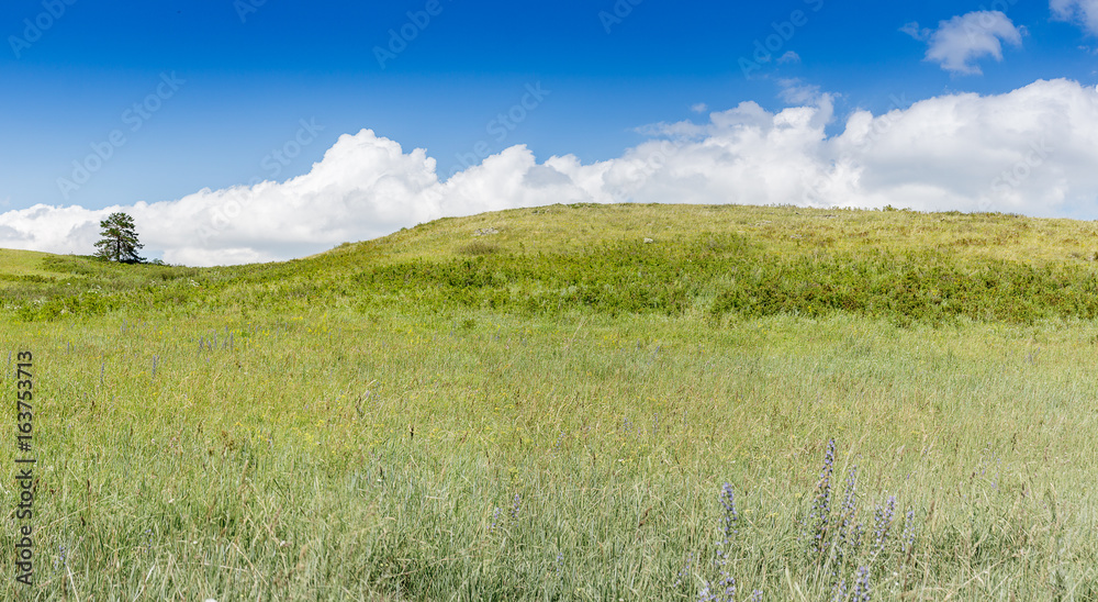 Yellow-green hill and sky with clouds. Wild grasses.