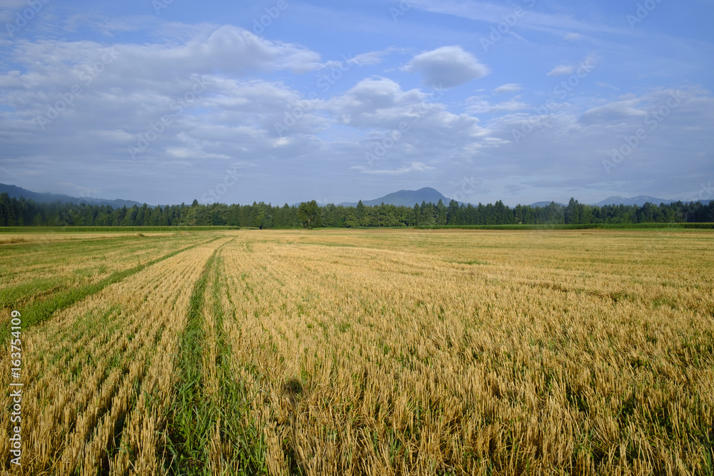 A freshly cut field of wheat