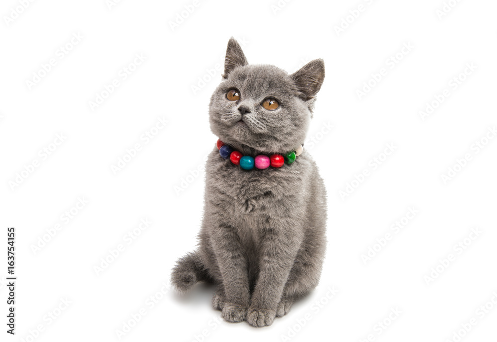 Fototapeta premium Gray kitten isolated