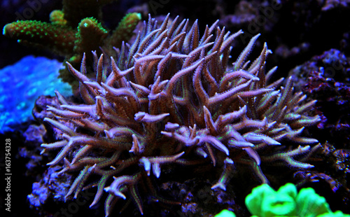 Hystrix seriotopora sps coral 