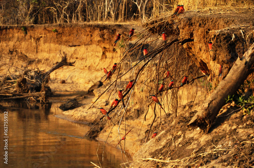 Oiseaux au coucher de soleil, South Luangwa, Zambie