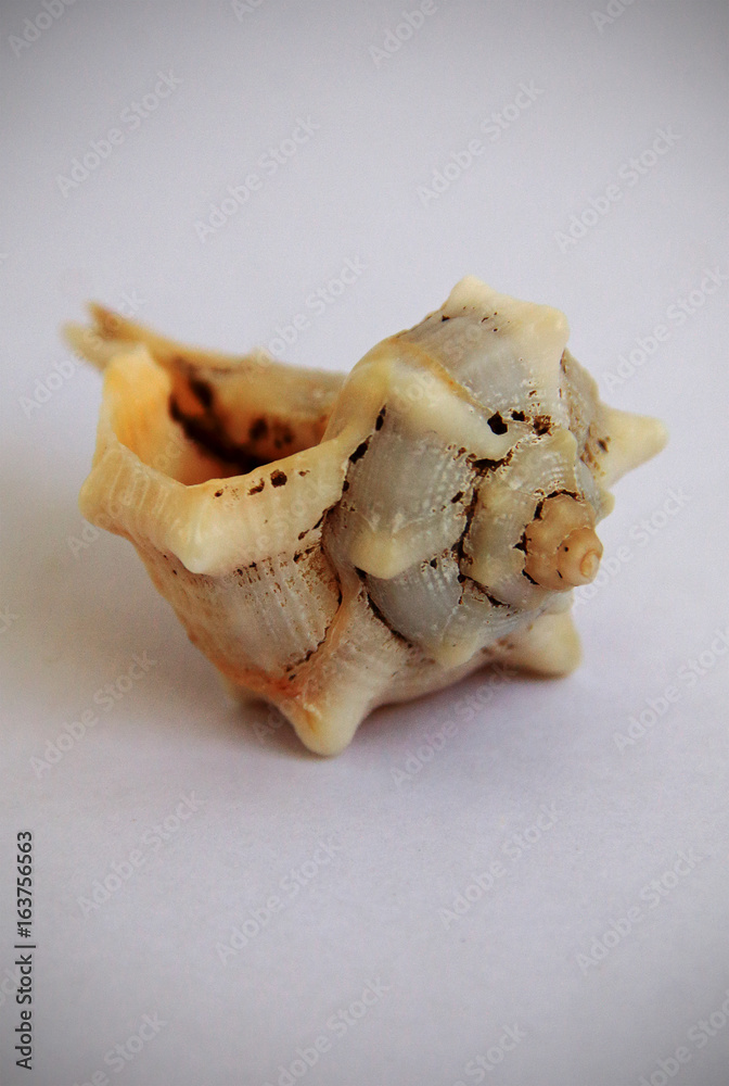 Conch shell on white background Conch shell on white background