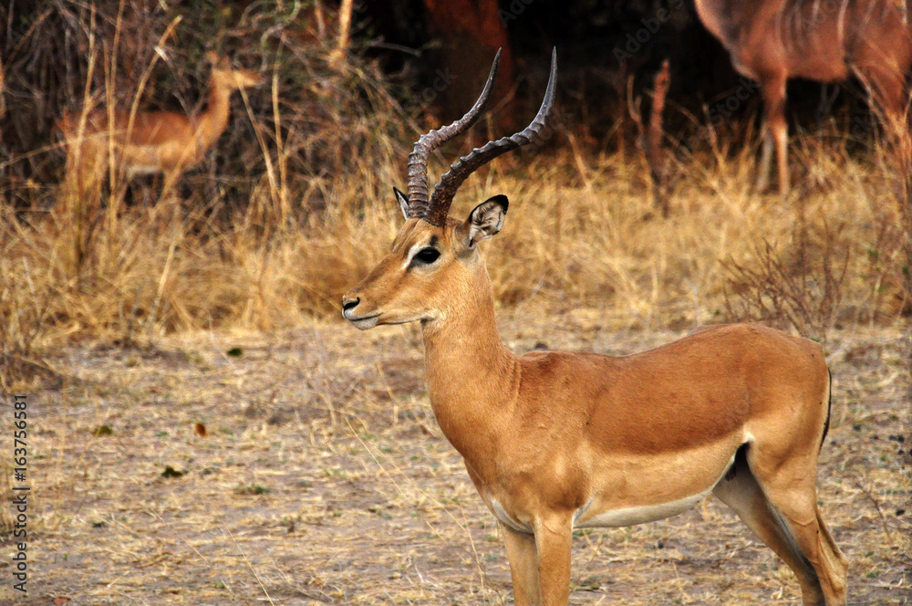 Antilope dans le parc South Luangwa, Zambie
