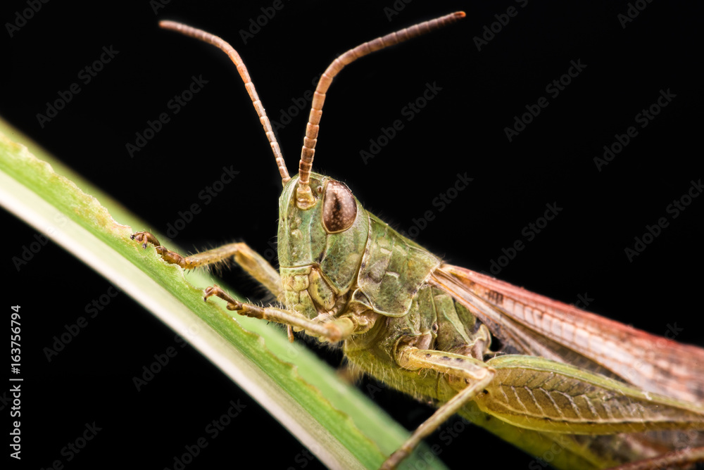 Fototapeta premium Portrait of a green brown cat sitting on a leaf. Isolated on a black background
