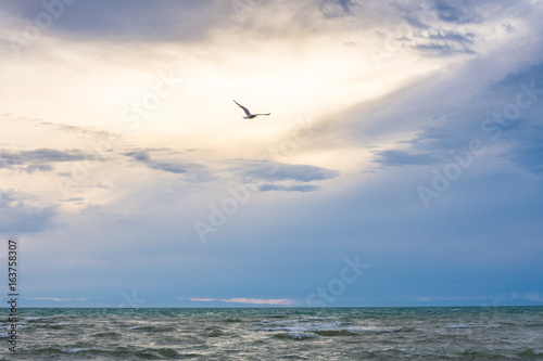 bird flying over surface of green sea waves at cloudy day 