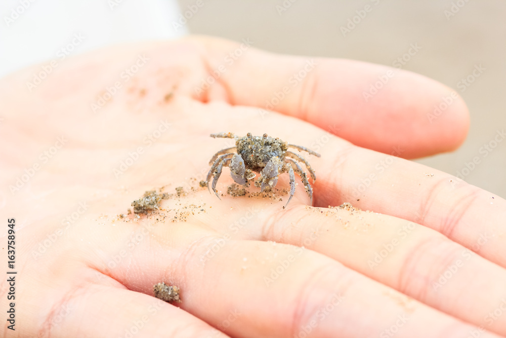 Ghost Crab (Ocypode quadrata) in hand