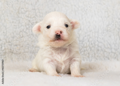 havanese puppy dog baby © bina01