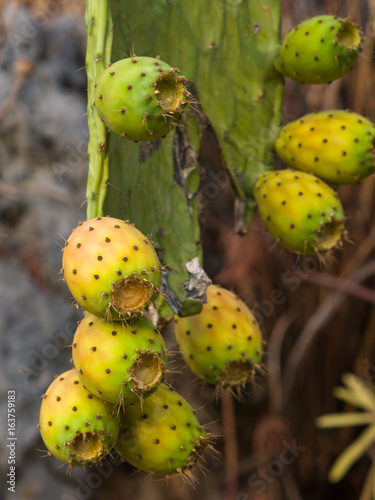 Riping fruit on Prickly pear or Opuntia ficus-indica in wild close-up, selective focus, shallow DOF