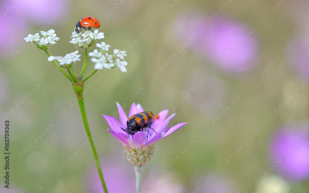 Fototapeta premium Insects on flowers