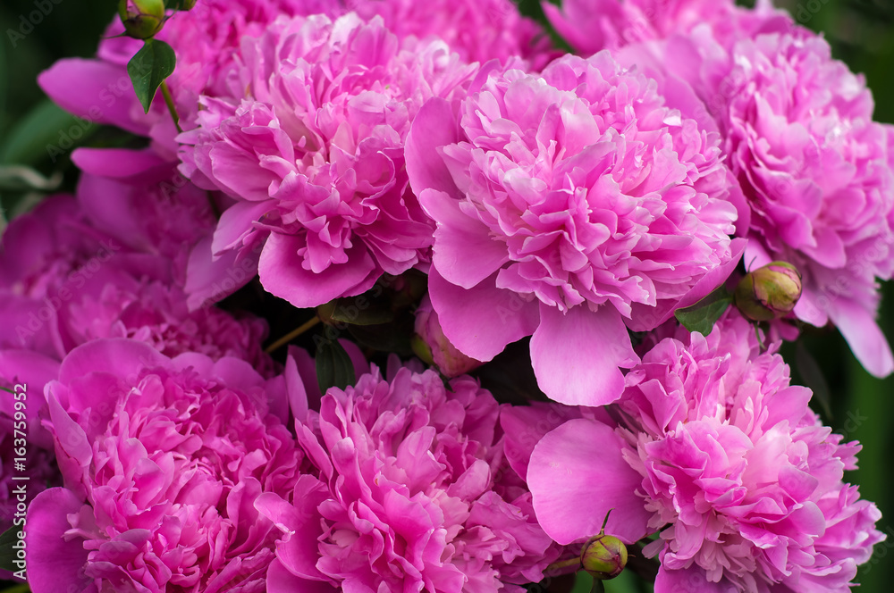 Blooming pink peony. Closeup of beautiful pink Peonie flower.