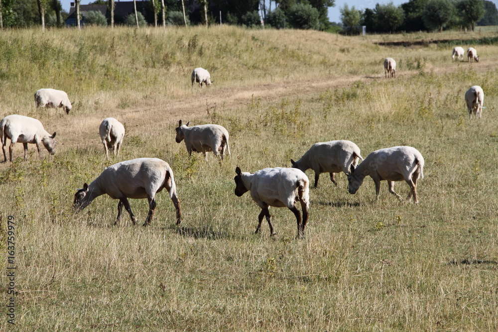 Obraz premium Bauernhof mit Schafen