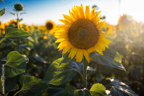 Fototapeta Naklejka Na Ścianę i Meble -  Big sunflower on natural background. Field of sunflowers, summer time