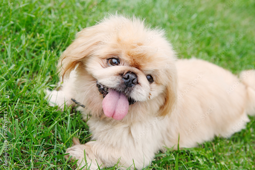 Dog Pekingese Dog Pekingese