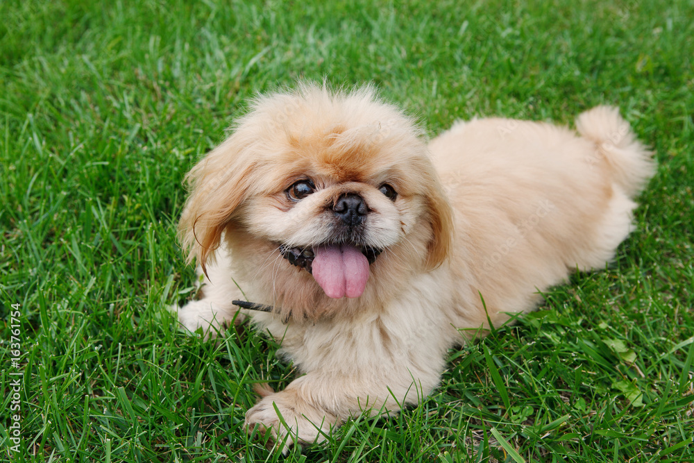 Dog Pekingese Dog Pekingese