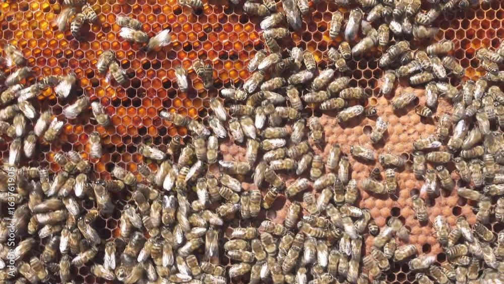 Larvae of bees. Honeycombs are developing larvae of bees future generation of beneficial insects. Closeup Larvae of bees. Honeycombs are developing larvae of bees future generation of beneficial insects. Closeup