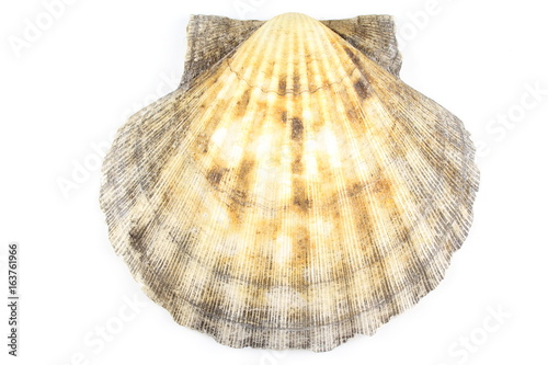 scallop shell isolated on a white background