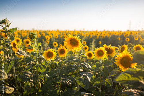 Big yellow field of sunflowers  summer time