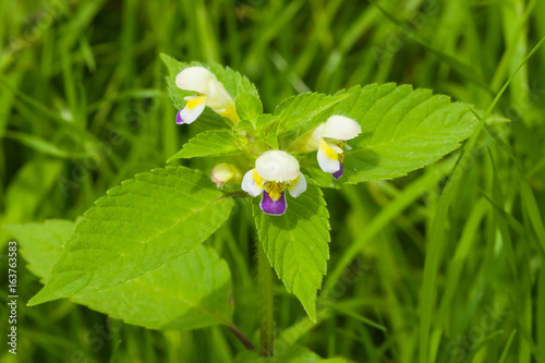 Large-flowered Hemp-nettle or Edmonton hempnettle, Galeopsis Speciosa, plant with flowers on bokeh background, selective focus, shallow DOF photo